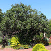 Loquat 'Japanese Plum' Tree