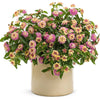 Proven Winners® Luscious® Pinkberry Blend™ Lantana