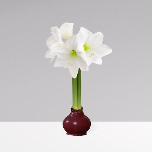 Gardenuity® Merlot Wax-Dipped Amaryllis Bulb