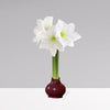 Gardenuity® Merlot Wax-Dipped Amaryllis Bulb