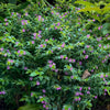 Mexican Heather Shrub