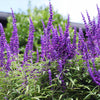 Mexican Bush Sage Shrub