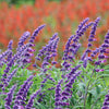 Mexican Bush Sage Shrub
