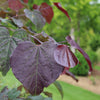 Midnight Express™ Redbud Tree