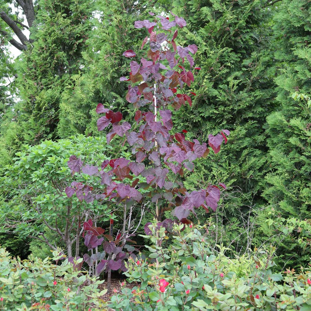 Midnight Express™ Redbud Tree