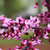 Midnight Express™ Redbud Tree