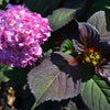 Garden District Midnight Rider™  Hydrangea Bush