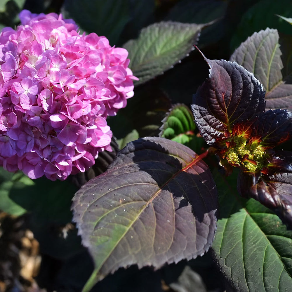 Garden District Midnight Rider™  Hydrangea Bush