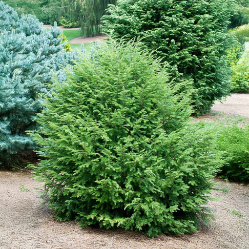 Minikin Japanese Hemlock Shrub