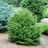 Minikin Japanese Hemlock Shrub