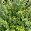 Minikin Japanese Hemlock Shrub