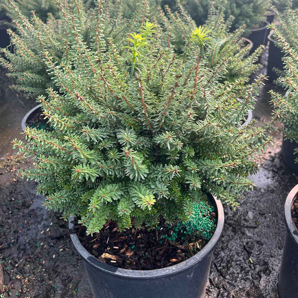 Minikin Japanese Hemlock Shrub