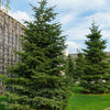 Nordmann Fir Tree