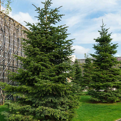 Nordmann Fir Tree
