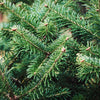 Nordmann Fir Tree