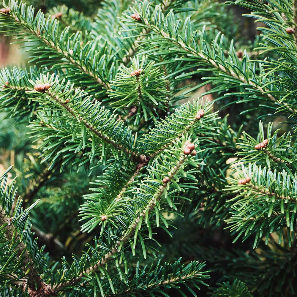 Nordmann Fir Tree