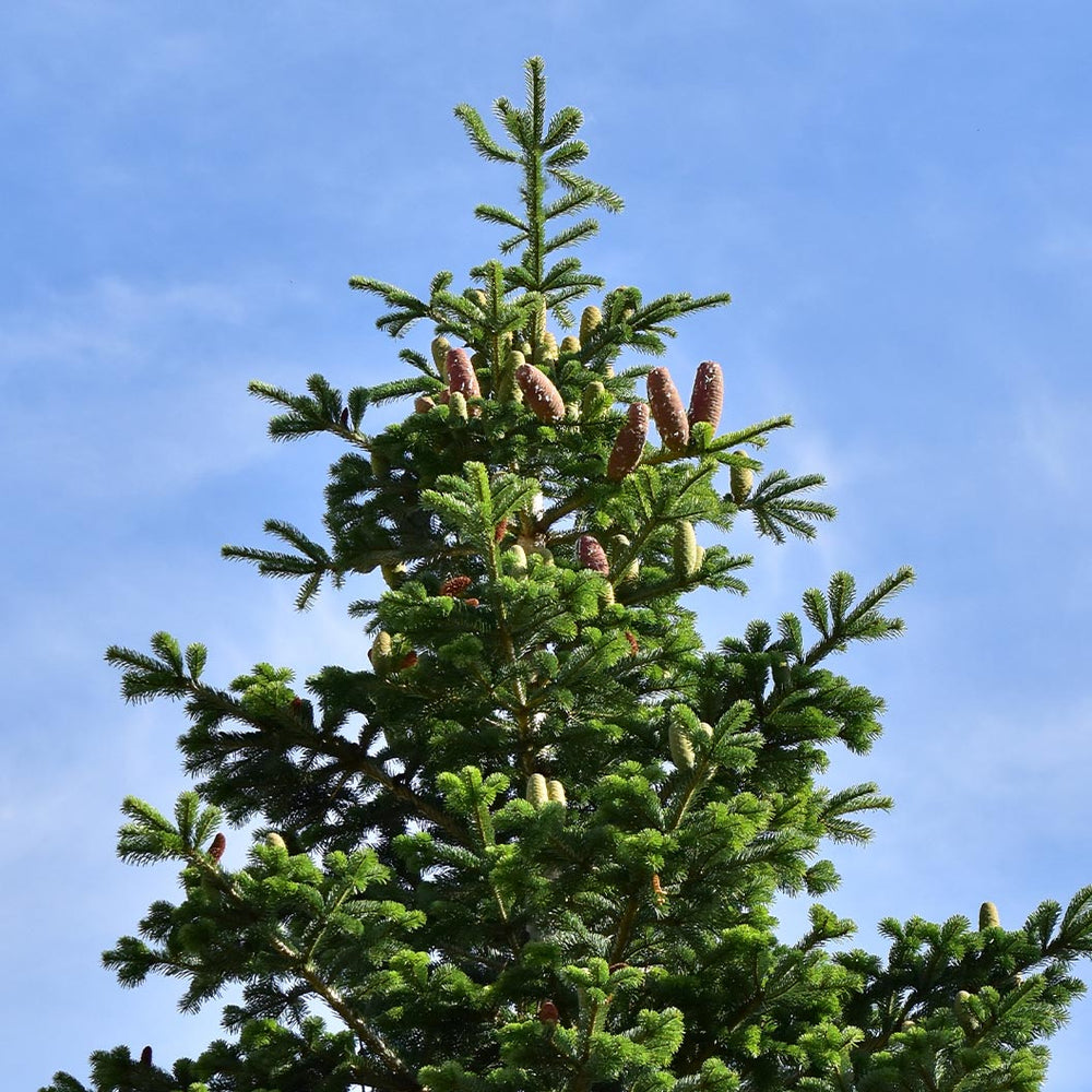 Nordmann Fir Tree