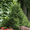 North Star White Spruce Tree