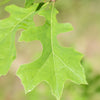 Nuttall Oak Tree
