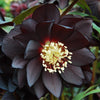 Winter Jewels® Onyx Odyssey Lenten Rose Plant