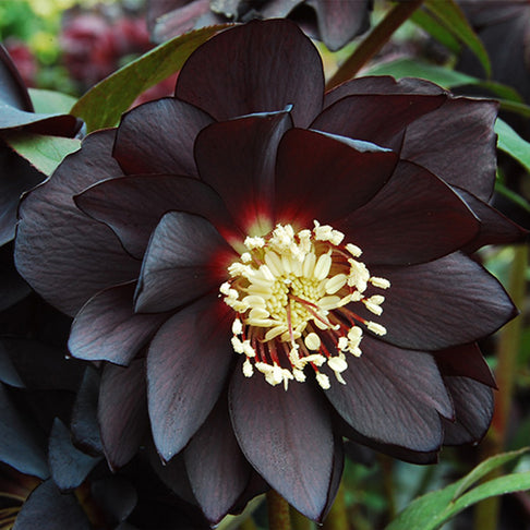 Winter Jewels® Onyx Odyssey Lenten Rose Plant