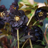 Winter Jewels® Onyx Odyssey Lenten Rose Plant