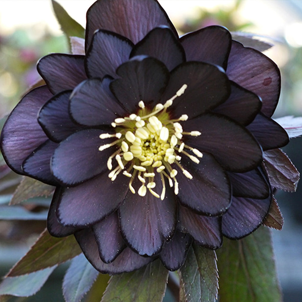 Winter Jewels® Onyx Odyssey Lenten Rose Plant