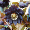 Winter Jewels® Onyx Odyssey Lenten Rose Plant