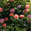 Orange Glow™ Knock Out® Rose Tree