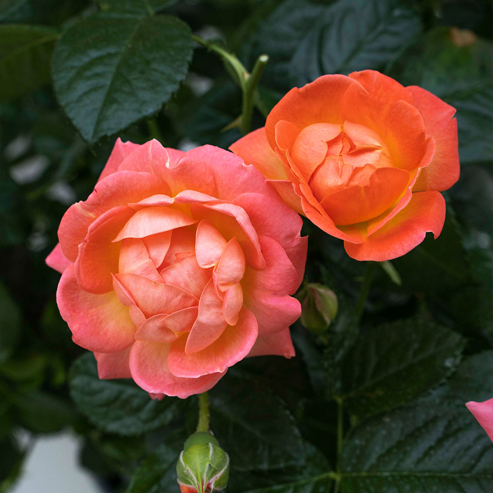 Orange Glow™ Knock Out® Rose Tree