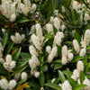 Otto Luyken Cherry Laurel