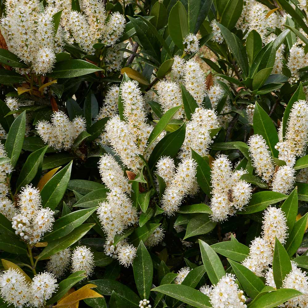 Otto Luyken Cherry Laurel