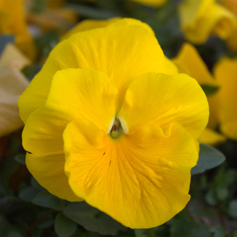 Delta™ Pro Clear Yellow Pansy Plant