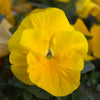 Delta™ Pro Clear Yellow Pansy Plant