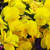 Delta™ Pro Clear Yellow Pansy Plant