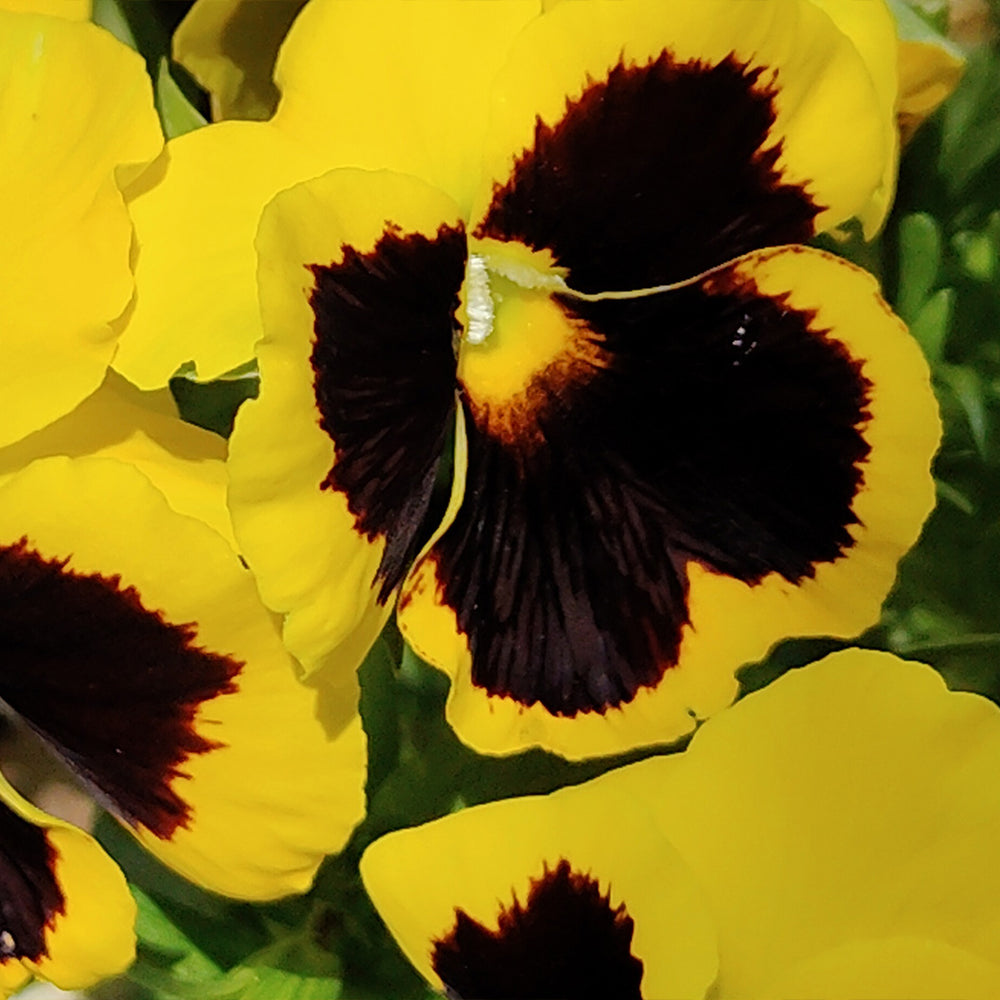 Majestic Giants II Yellow with Blotch Pansy Plant