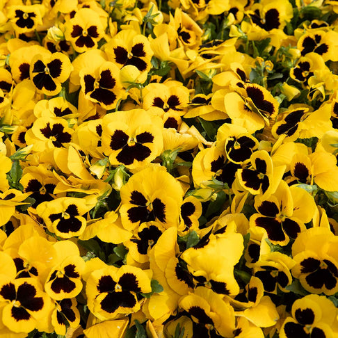 Majestic Giants II Yellow with Blotch Pansy Plant