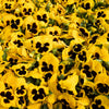 Majestic Giants II Yellow with Blotch Pansy Plant