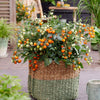 Proven Winners® Patio Gems™ Orange Dwarf Tomato Bush