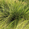 Pennsylvania Sedge