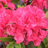 Proven Winners® Perfecto Mundo Double Dark Pink Azalea Shrub