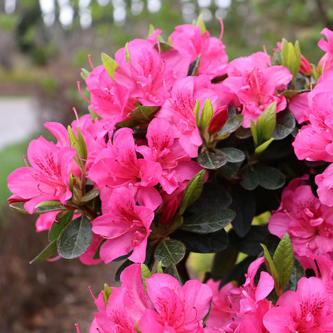 Proven Winners® Perfecto Mundo Double Dark Pink Azalea Shrub