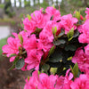 Proven Winners® Perfecto Mundo Double Dark Pink Azalea Shrub