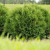 Planet Earth™ Arborvitae Shrub