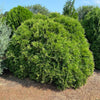 Planet Earth™ Arborvitae Shrub