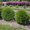 Planet Earth™ Arborvitae Shrub
