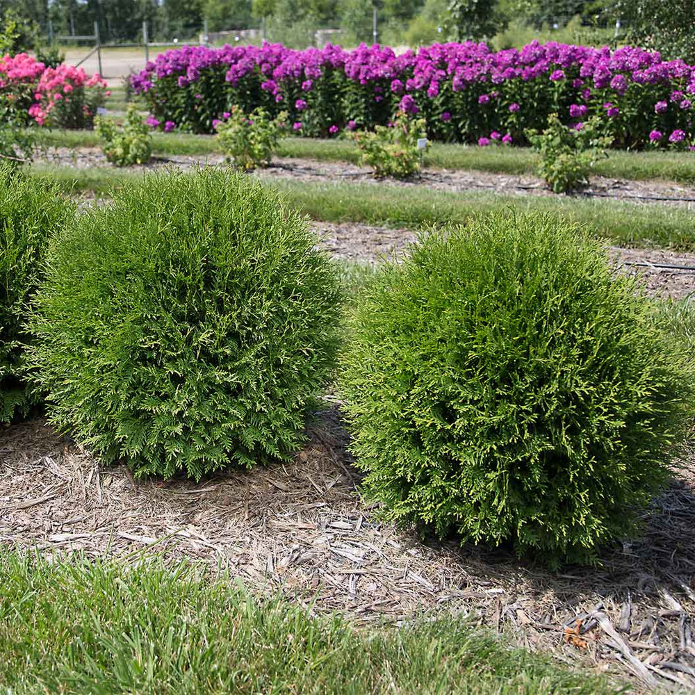Planet Earth™ Arborvitae Shrub