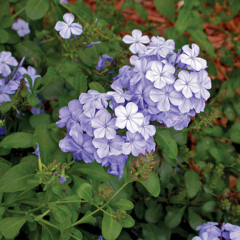 Cape Plumbago Shrub