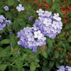 Cape Plumbago Shrub