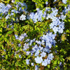 Cape Plumbago Shrub